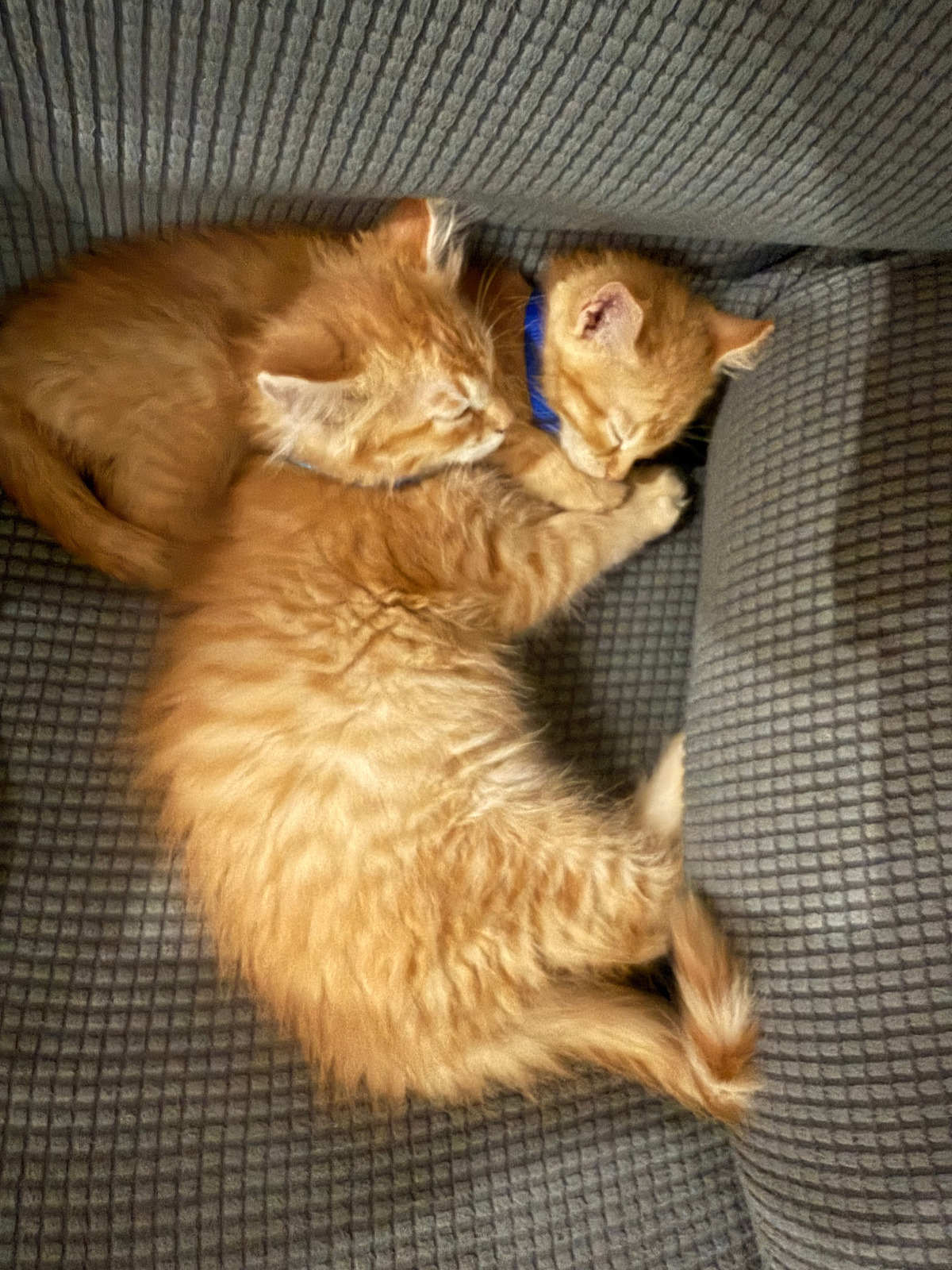 cat kitten cute portrait